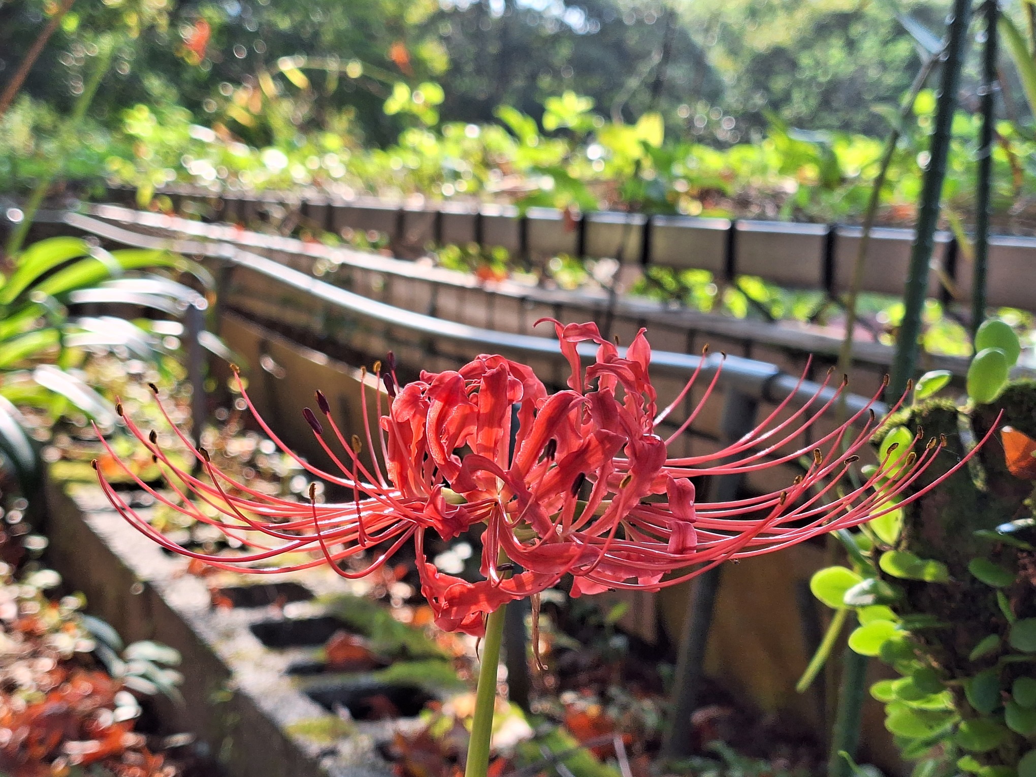 連結到紅花石蒜
