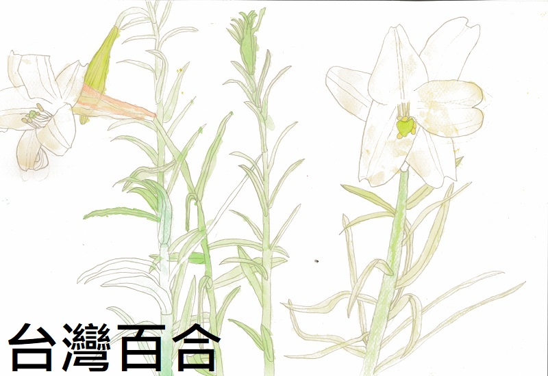 連結到45